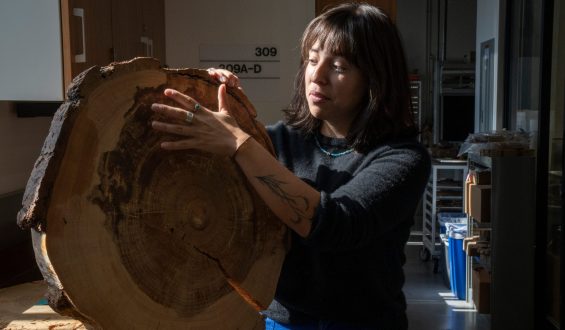 Tree Cores Reveal Historical Weather Patterns