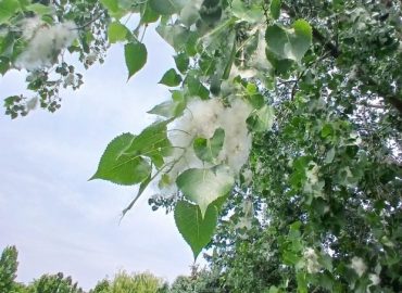 The Eastern Cottonwood: A Fascinating Native Tree