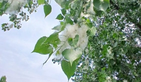 The Eastern Cottonwood: A Fascinating Native Tree