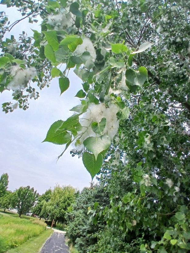 The Eastern Cottonwood: A Fascinating Native Tree