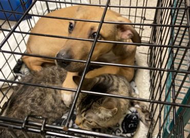Puppy and Cat Duo Survive Abandoned Shelter Parking Lot Ordeal
