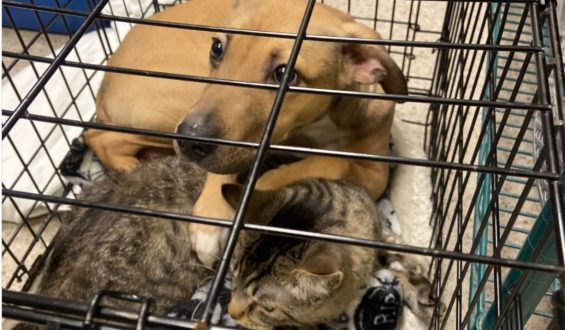 Puppy and Cat Duo Survive Abandoned Shelter Parking Lot Ordeal