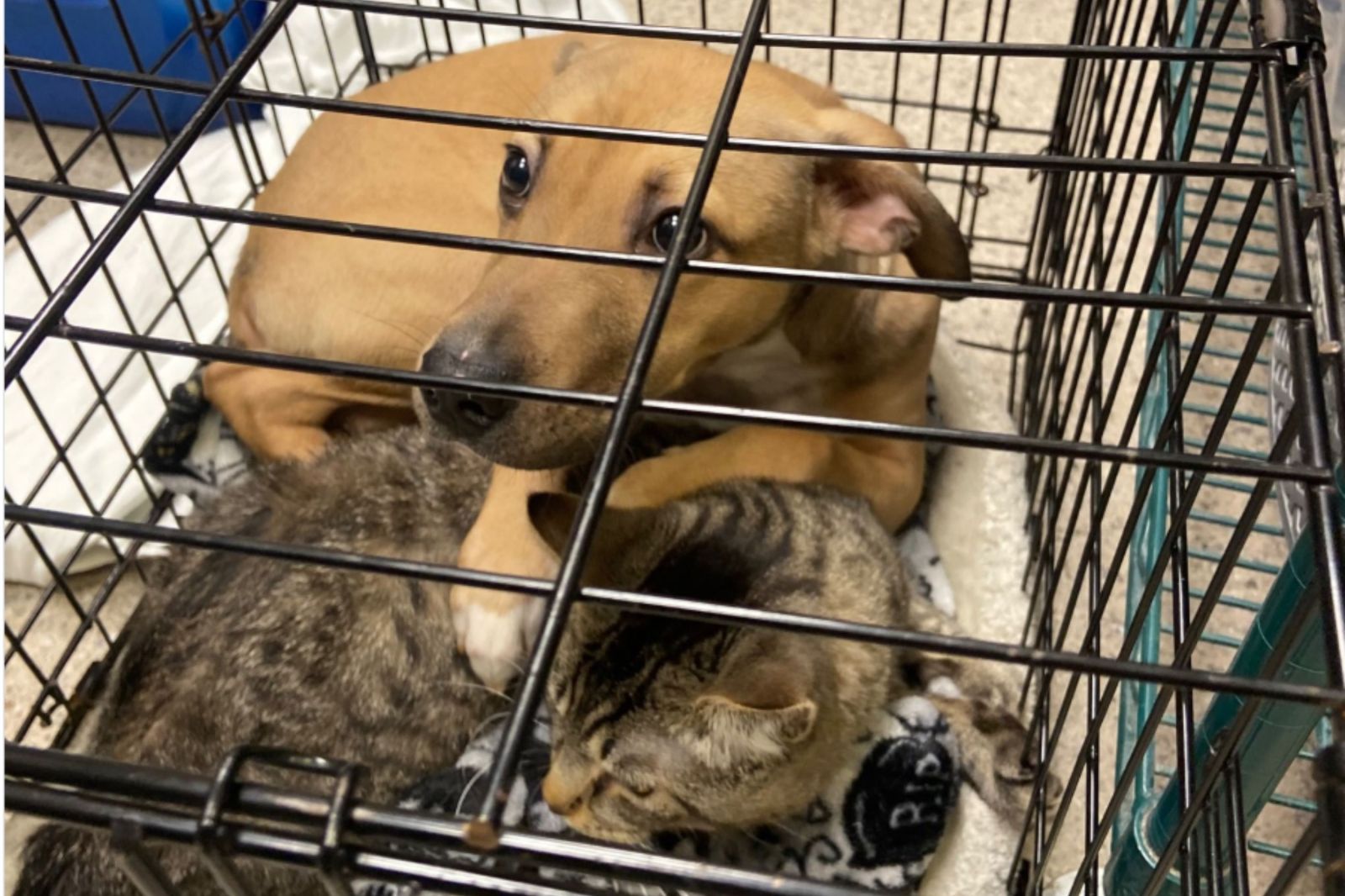 Puppy and Cat Duo Survive Abandoned Shelter Parking Lot Ordeal