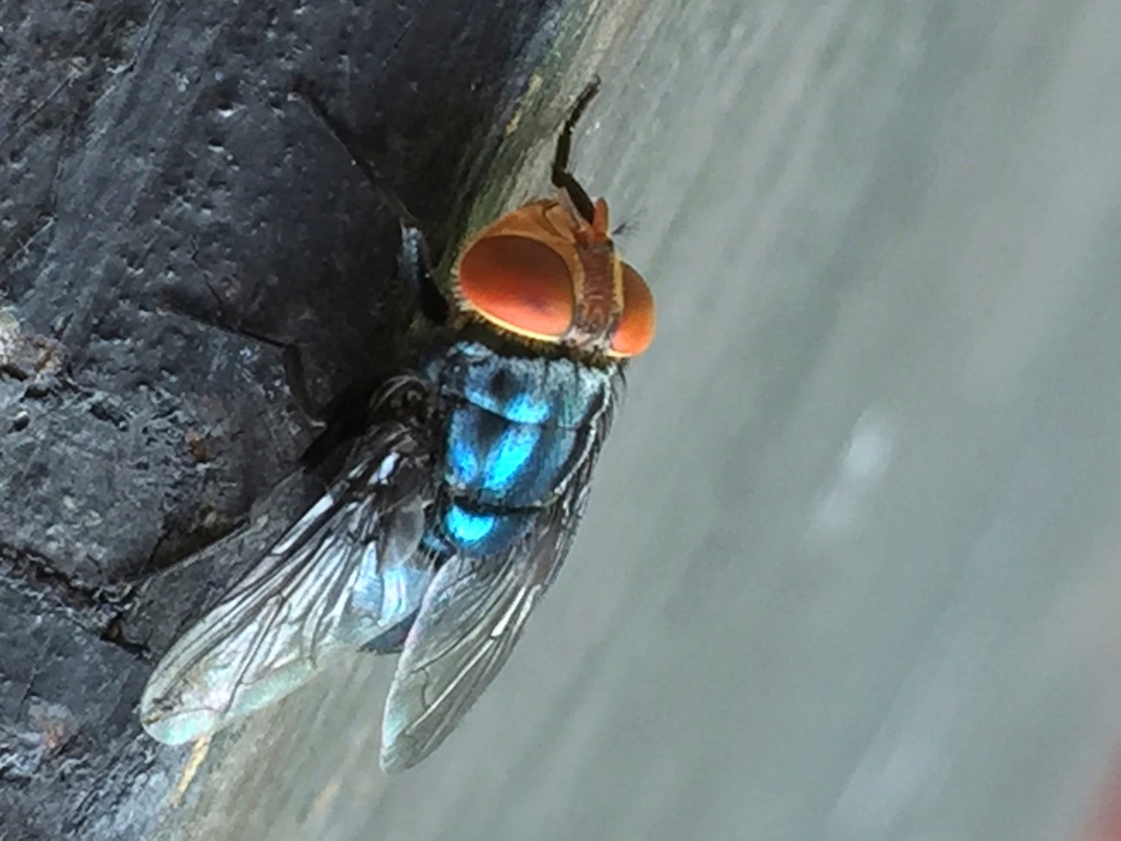 Screwworm Infestation in Texas: What You Need to Know