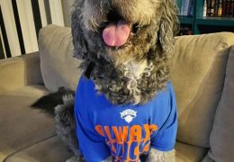 LAPD Fatally Shoots Dog After Mistaken Response to Knicks Celebration