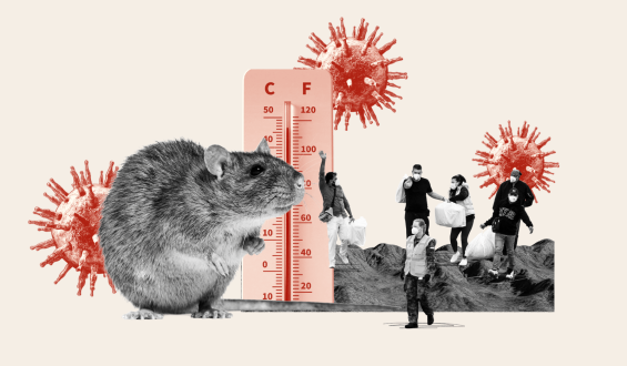 Super El Niño’s Potential Impact on Hantavirus Risk