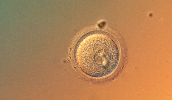 Gene-Editing Breakthrough at Columbia University