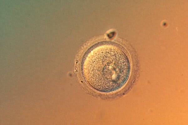 Gene-Editing Breakthrough at Columbia University