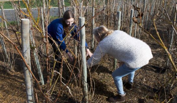 Small Vineyard Flourishes Amid Pandemic Challenges in South Africa