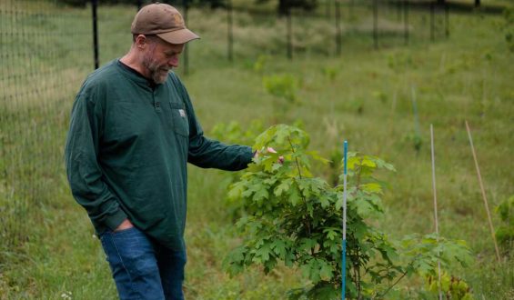 Forest Service Research Faces Uncertain Future Amid Reorganization