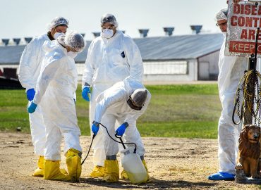 Understanding Bird Flu: Symptoms, Transmission, and Prevention