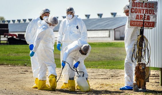 Understanding Bird Flu: Symptoms, Transmission, and Prevention