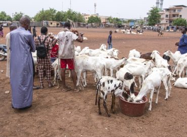 Tragedy in Niger: 49 Die of Thirst in Sahara Desert