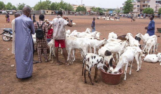 Tragedy in Niger: 49 Die of Thirst in Sahara Desert
