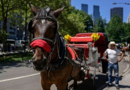 New York City Poised to Break 157-Year Weather Record