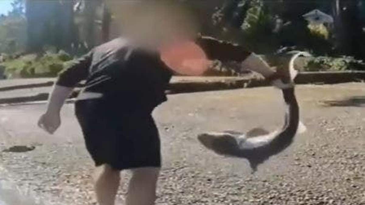 Oregon Man Faces Charges for Illegal Shark Fishing in Puget Sound