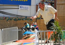 Illinois Bans Traveling Animal Acts Involving Primates, Bears, and Big Cats