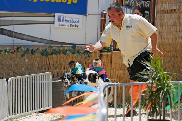 Illinois Bans Traveling Animal Acts Involving Primates, Bears, and Big Cats