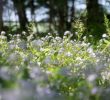 Creating a Sustainable Backyard Garden: A Journey with Native Plants