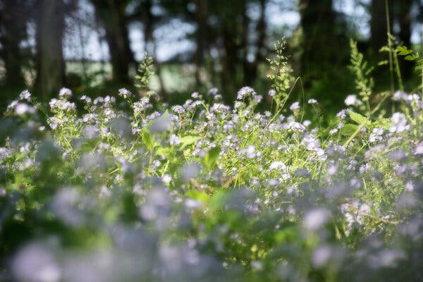 Creating a Sustainable Backyard Garden: A Journey with Native Plants