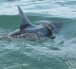 Shark Experts Offer Safety Tips for Beachgoers