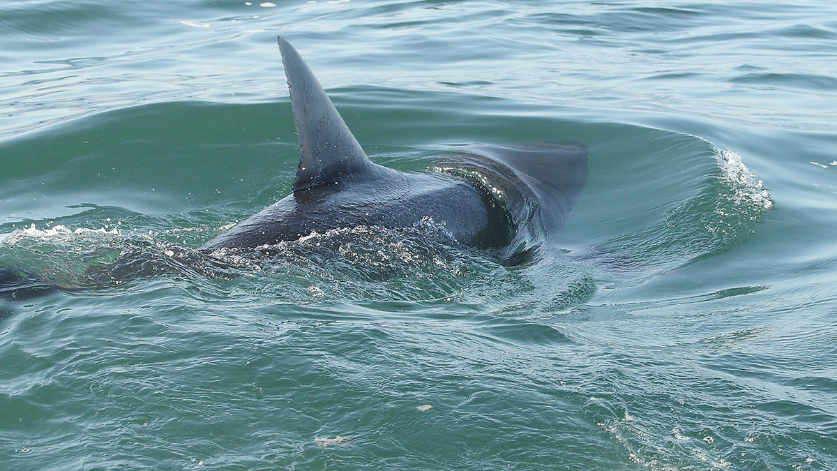 Shark Experts Offer Safety Tips for Beachgoers