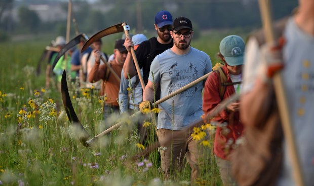 Volunteers Use Scythes to Restore Somme Prairie in Northbrook