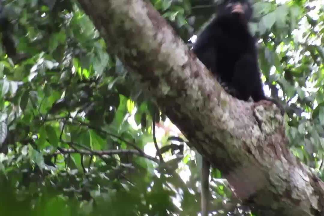 Newly Identified Colobus Congoensis: The Fifth African Monkey Species in 75 Years
