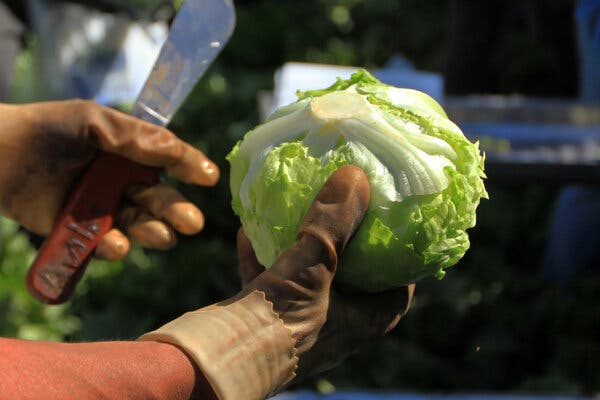 CDC Links Cyclosporiasis Outbreak to Shredded Lettuce at Taco Bell
