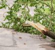 Severe Weather Topples Tree at Six Flags Over Georgia, Injuring Four