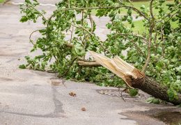 Severe Weather Topples Tree at Six Flags Over Georgia, Injuring Four