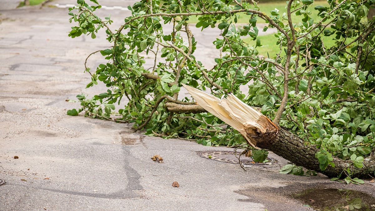 Severe Weather Topples Tree at Six Flags Over Georgia, Injuring Four