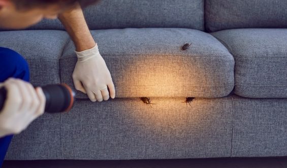 Expert Pest Control Product Recommendations for Home and Yard