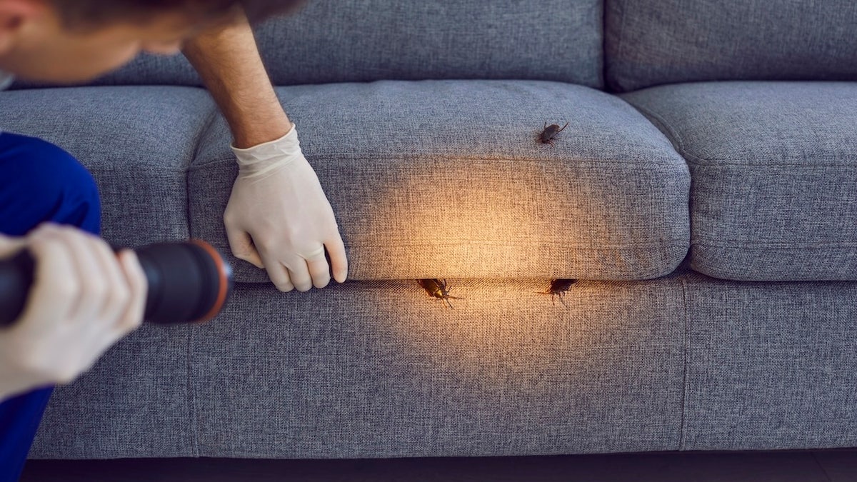 Expert Pest Control Product Recommendations for Home and Yard