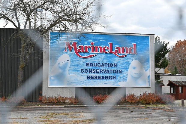Beluga Whales Relocated from Canada to New Homes in the U.S.
