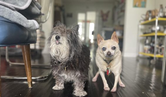 The Heartfelt Journey of Adopting Senior Dogs