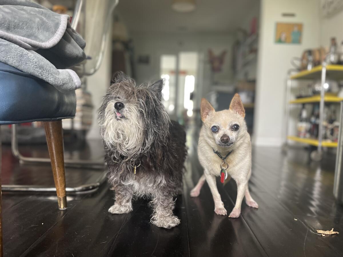 The Heartfelt Journey of Adopting Senior Dogs