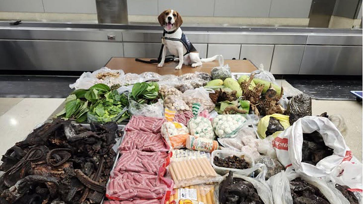 Detector Dog Uncovers Prohibited Items in Luggage from Thailand