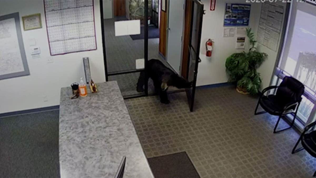 Black Bear Briefly Visits California Office Before Returning to Forest