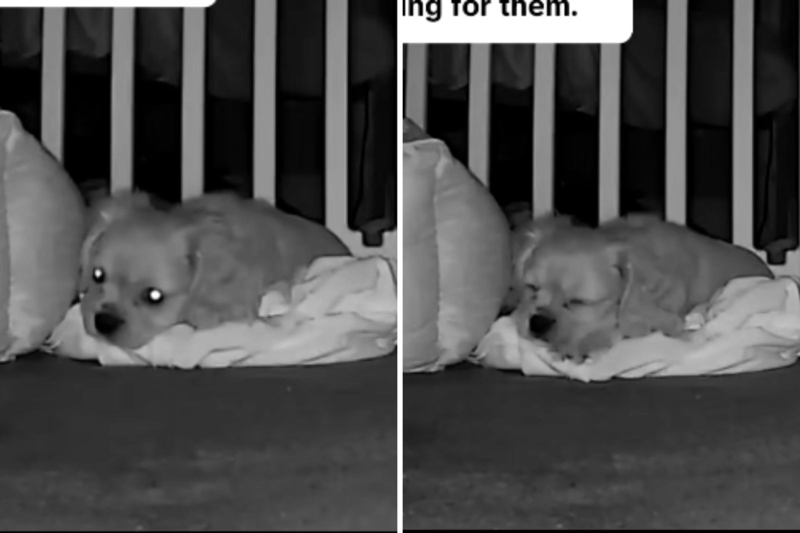 Helping Dogs Cope with Separation Anxiety Through Association and Training