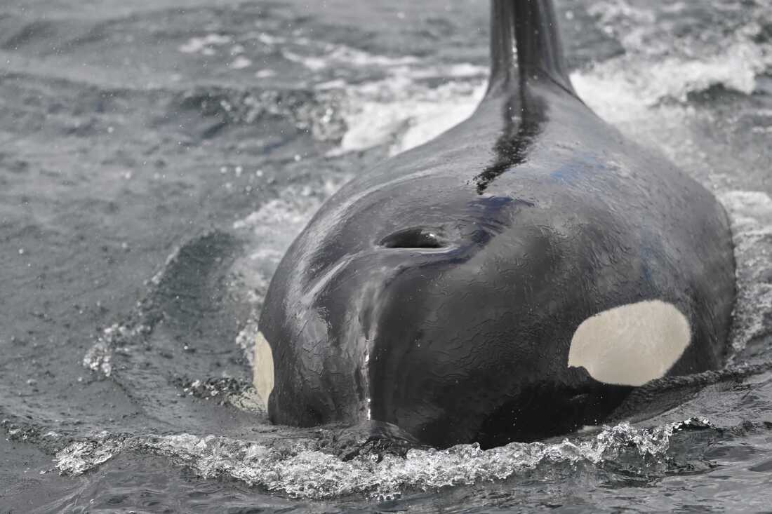 Orcas Exhibit Unique Feeding Behavior with Sunfish