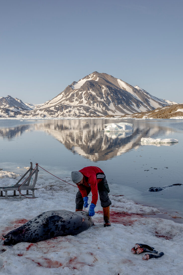 Greenland’s Seal Hunting Tradition: Survival and Economy