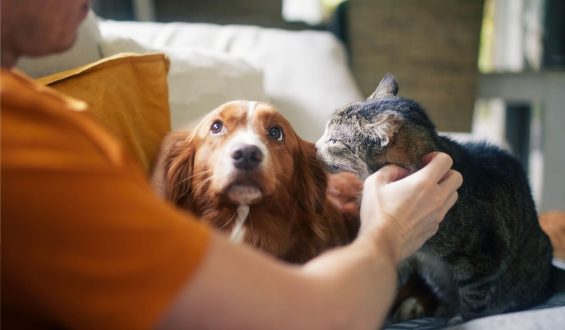 The Complex Relationship Between Pets and Human Well-being
