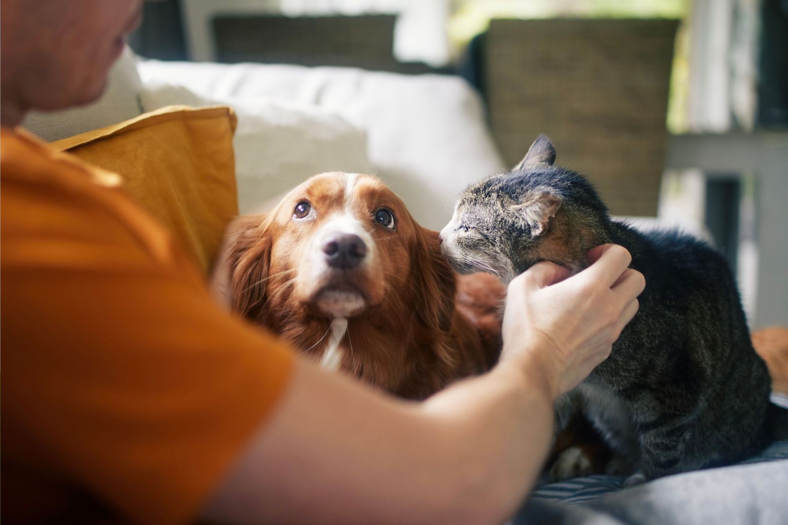 The Complex Relationship Between Pets and Human Well-being