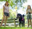 Illinois Tick Season Extends Due to Climate Change