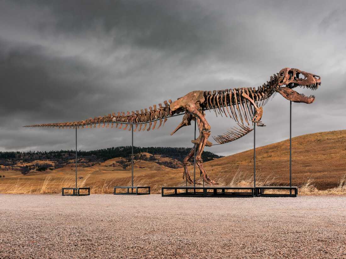 Record Sale of T. Rex Fossil ‘Gus’ for $50.1 Million