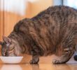 Identifying and Addressing Weight Gain in Cats