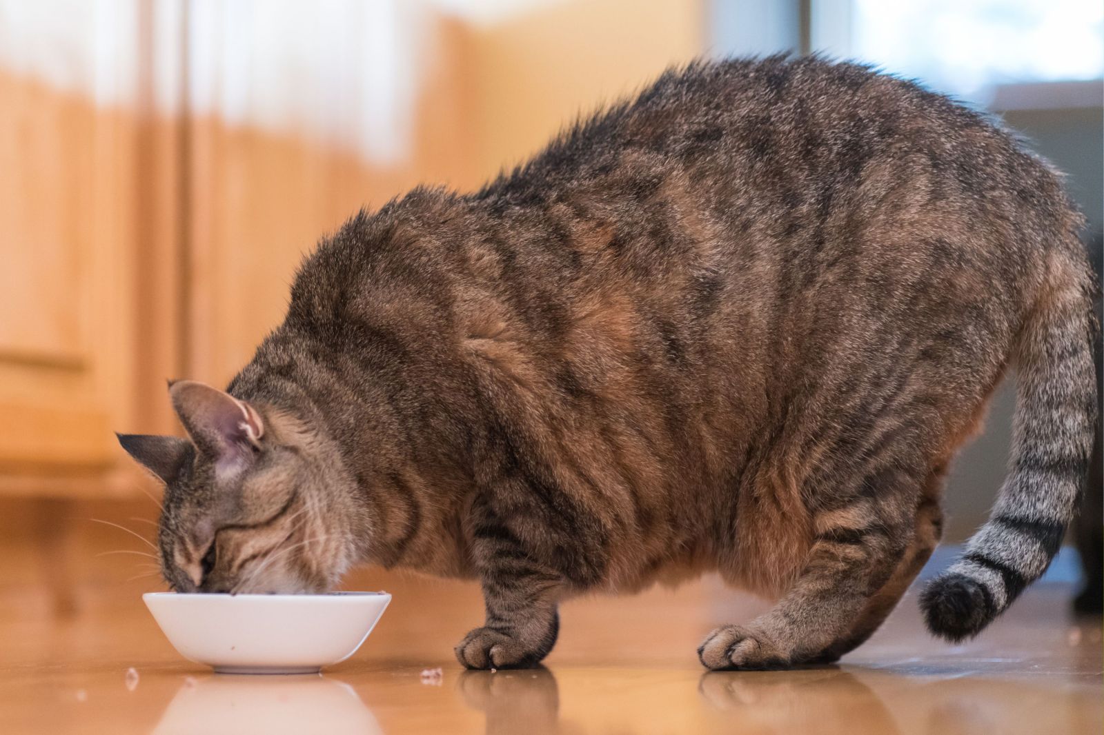 Identifying and Addressing Weight Gain in Cats
