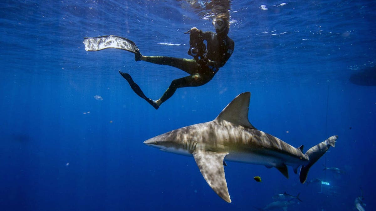 Strategies to Avoid Shark Encounters in the Ocean