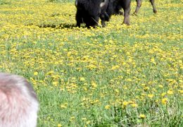 Bison Attack in Yellowstone Leaves Man Hospitalized